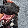 black_dog, canine, close_up, dog, footwear, gravel, hand, happy, joyful, legs, open_mouth, outdoor, paw, person, pet, petting, playful, smiling, tongue, white_chest