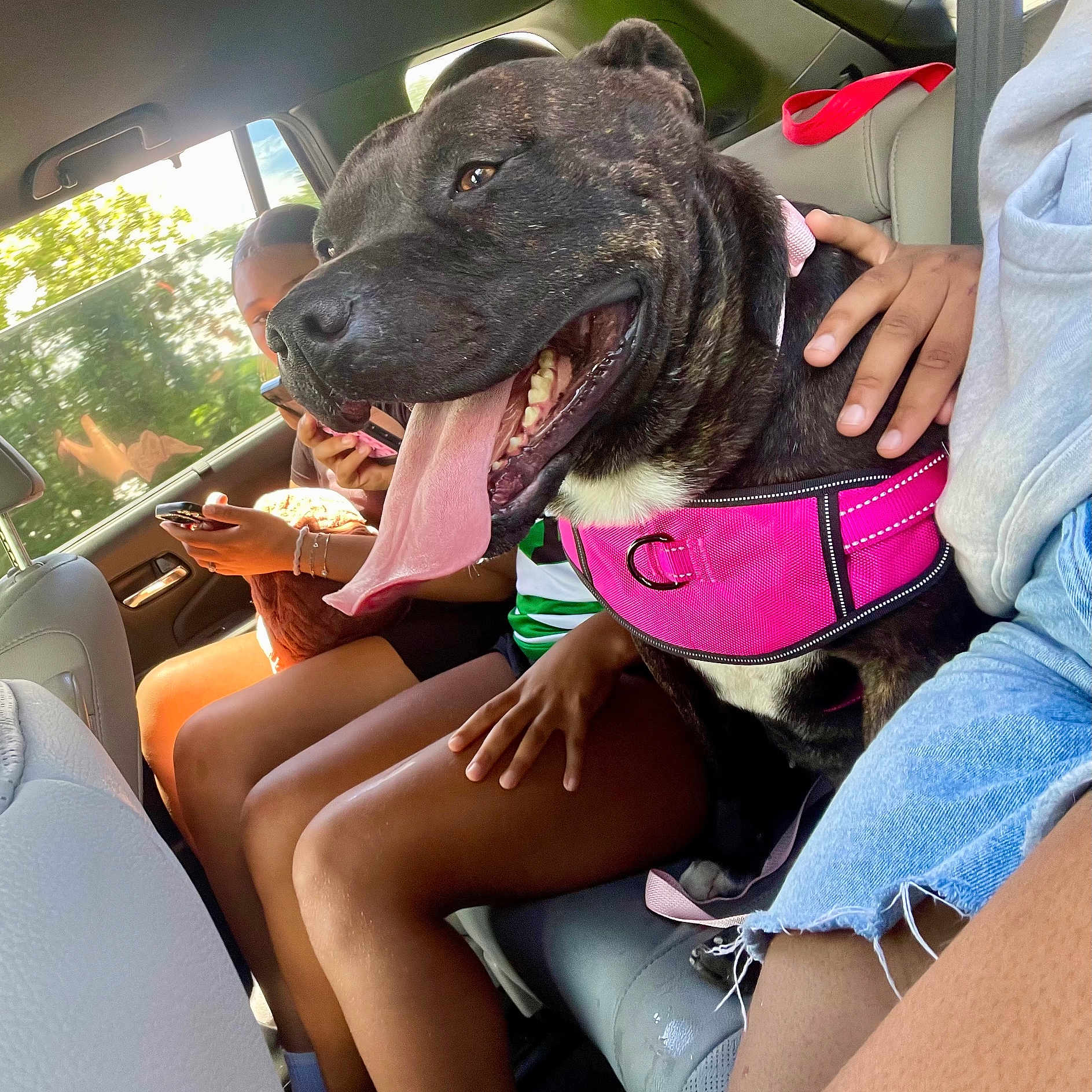 Tova is registered to the contest to win money with this photo: backseat, car, casual, dog, happy, human_hand, interior, people, pet, phone, pink_harness, relaxed, seat, seatbelt, shorts, summer, sunlight, tongue_out, travel, window