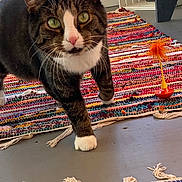 Chonky joined the competition — help win amazing prizes! cat, closeup, colorful_rug, curious, feather_toy, floor, furniture_leg, green_eyes, home, indoor, paws, pet, playful, rug, striped, tabby_cat, toy, walking, whiskers, wooden_floor