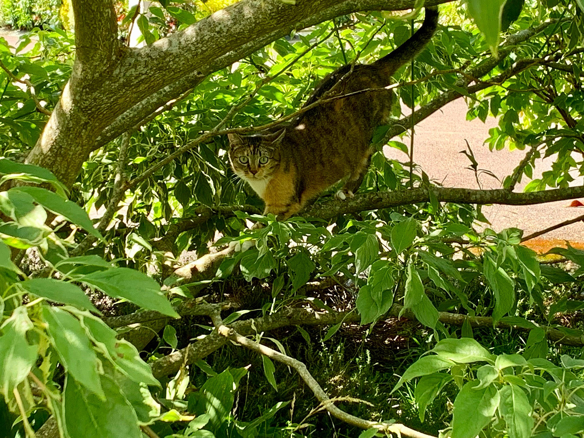 Pamplemousse participe au concours pour gagner de l'argent avec cette photo : birch_family, forest, groundcover, jungle, marsupial, northern_hardwood_forest, terrestrial_animal, terrestrial_plant, tree, trunk, twig, wildlife, wood