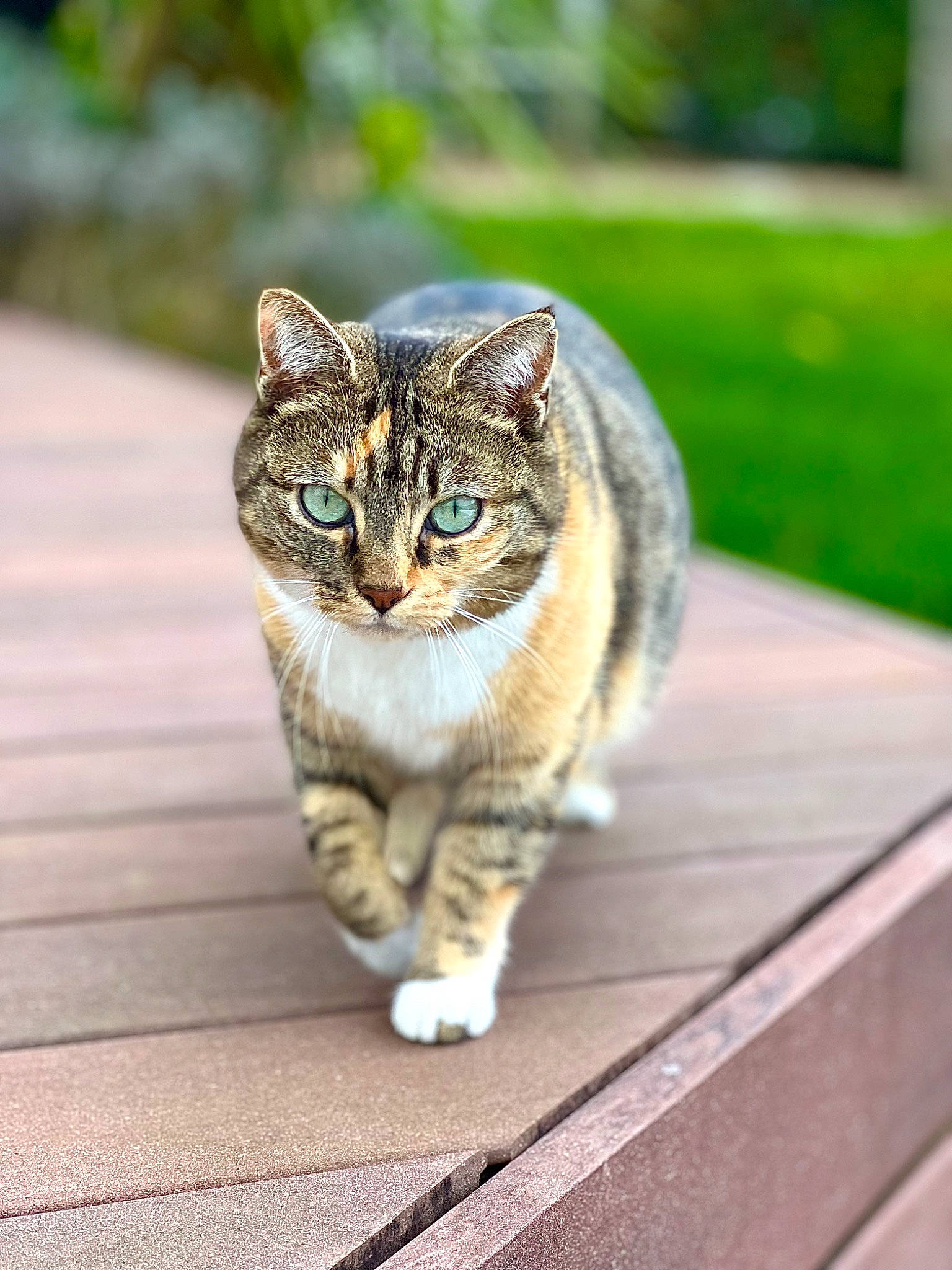 Pamplemousse a rejoint le concours — aidez-le/la à gagner de superbes lots ! carnivore, cat, domestic_short_haired_cat, eye, felidae, fur, grass, paw, road_surface, sitting, small_to_medium_sized_cats, snout, tail, terrestrial_animal, tree, whiskers, wildlife, window, wood