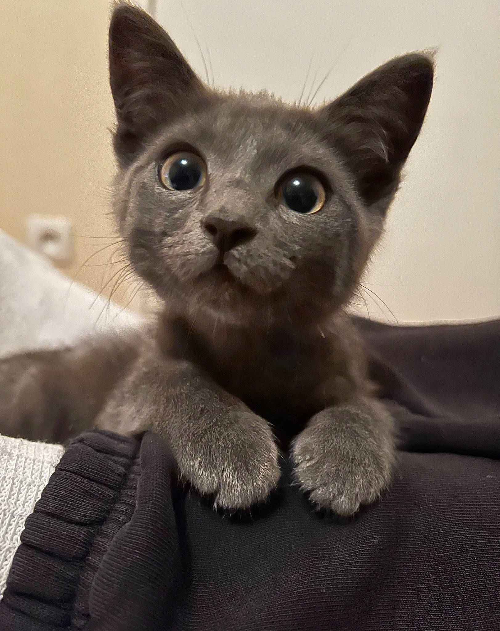 Plume a rejoint le concours — aidez-le/la à gagner de superbes lots ! carnivore, cat, comfort, domestic_short_haired_cat, ear, felidae, fur, grey, russian_blue, small_to_medium_sized_cats, snout, tail, terrestrial_animal, whiskers