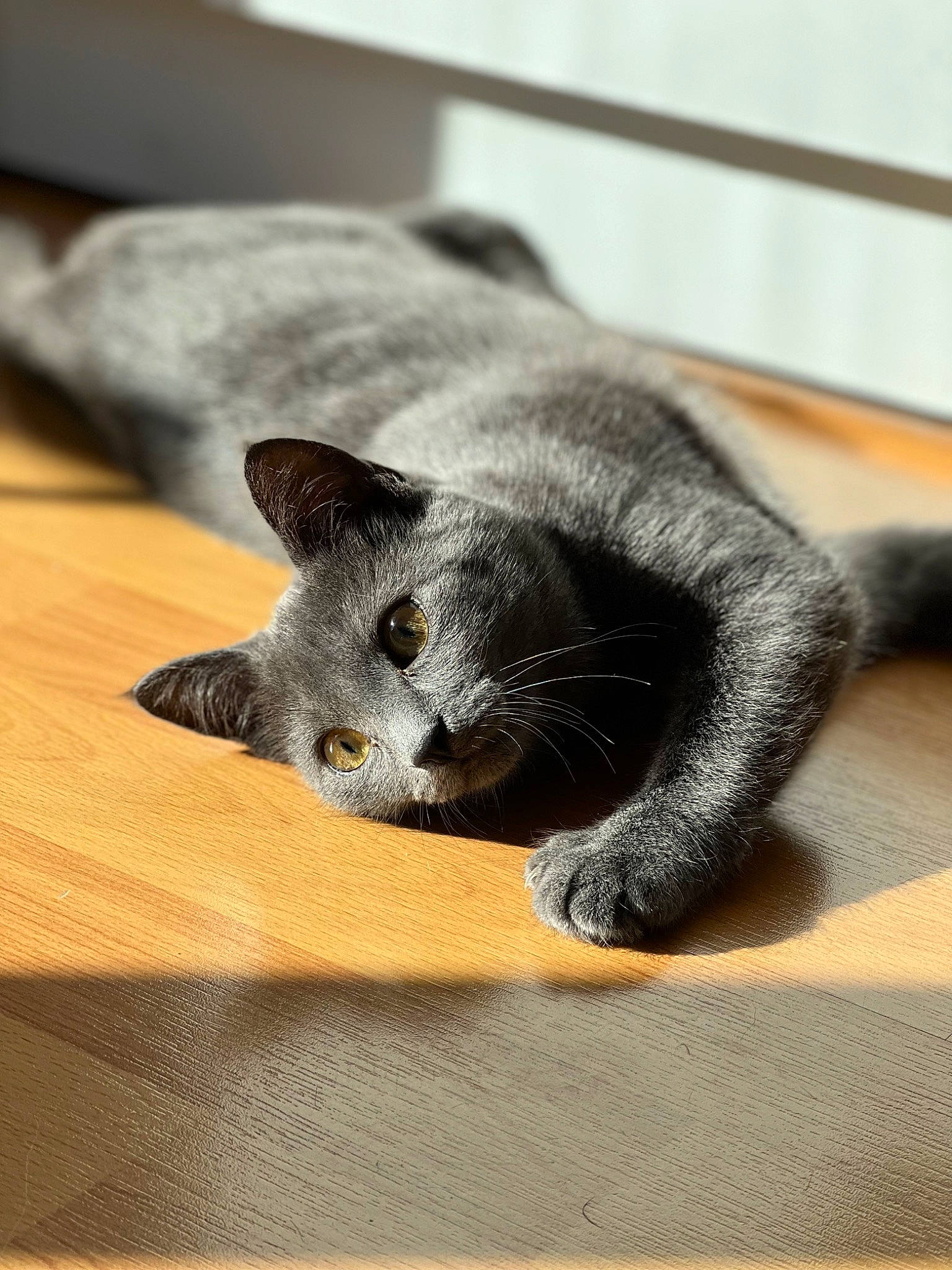 Plume a rejoint le concours — aidez-le/la à gagner de superbes lots ! carnivore, cat, claw, comfort, domestic_short_haired_cat, felidae, fur, grey, paw, russian_blue, small_to_medium_sized_cats, snout, table, tail, terrestrial_animal, whiskers, wood