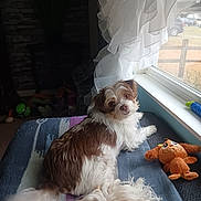Trisha is registered to the contest to win money with this photo: animal, blanket, brown_and_white, carpet, cozy, curtains, cute, dog, fluffy, furniture, home, indoor, light, looking_back, pet, plush_toy, relaxed, soft, toy, window