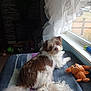 animal, blanket, brown_and_white, carpet, cozy, curtains, cute, dog, fluffy, furniture, home, indoor, light, looking_back, pet, plush_toy, relaxed, soft, toy, window