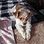 Trisha is registered to the contest to win money with this photo: animal, bedroom, blanket, brown_fur, carpet, checkered_blanket, cozy, cute, dog, domestic, fur, indoor, looking_sideways, lying_down, pet, pink_blanket, resting, small_dog, soft_surface, white_fur