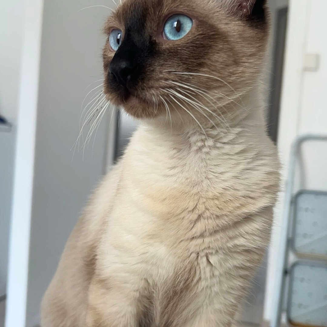 Soya