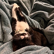 Rhea Ripley joined the competition — help win amazing prizes! cat, black_and_white, sleeping, stretching, blanket, cozy, soft, fur, whiskers, collar, indoor, pet, relaxed, cute, animal, resting, comfort, feline, nap, warm