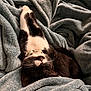 cat, black_and_white, sleeping, stretching, blanket, cozy, soft, fur, whiskers, collar, indoor, pet, relaxed, cute, animal, resting, comfort, feline, nap, warm