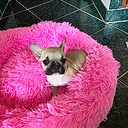 Tacha participe au concours pour gagner de l'argent avec cette photo : puppy, french_bulldog, dog, pet_bed, pink, fluffy, cozy, indoor, tile_floor, door, wall, cute, small_dog, animal, young, resting, looking, fur, domestic_animal, home