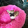 animal, cozy, cute, dog, domestic_animal, door, fluffy, french_bulldog, fur, home, indoor, looking, pet_bed, pink, puppy, resting, small_dog, tile_floor, wall, young