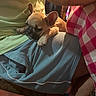 Tacha a rejoint le concours — aidez-le/la à gagner de superbes lots ! puppy, dog, french_bulldog, sleeping, lap, person, blue_shorts, yellow_shirt, red_checkered_cloth, tattoo, indoors, wooden_chair, tile_floor, cute, pet, relaxed, cozy, animal, resting, casual
