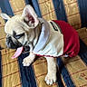 Tacha participe au concours pour gagner de l'argent avec cette photo : dog, puppy, french_bulldog, pet, jacket, tongue_out, couch, striped, floral_pattern, indoor, cute, small_dog, sitting, animal, domestic_animal, canine, young_dog, fur, ears, paw
