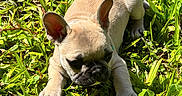 Tacha participe au concours pour gagner de l'argent avec cette photo : puppy, dog, french_bulldog, grass, outdoor, sunlight, pet, animal, cute, nature, young, fur, greenery, playful, resting, small_dog, close_up, summer, daylight, adorable