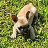 adorable, animal, close_up, cute, daylight, dog, french_bulldog, fur, grass, greenery, nature, outdoor, pet, playful, puppy, resting, small_dog, summer, sunlight, young