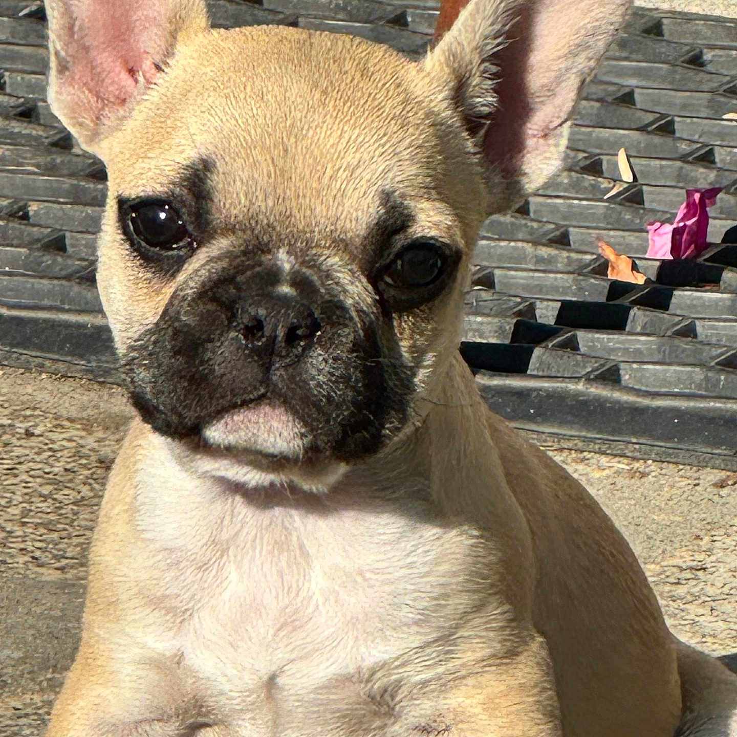 Tacha a rejoint le concours — aidez-le/la à gagner de superbes lots ! dog, puppy, french_bulldog, close_up, outdoor, sunlight, ears, face, animal, pet, cute, young, sitting, texture, concrete, grate, shadow, background, expression, brown