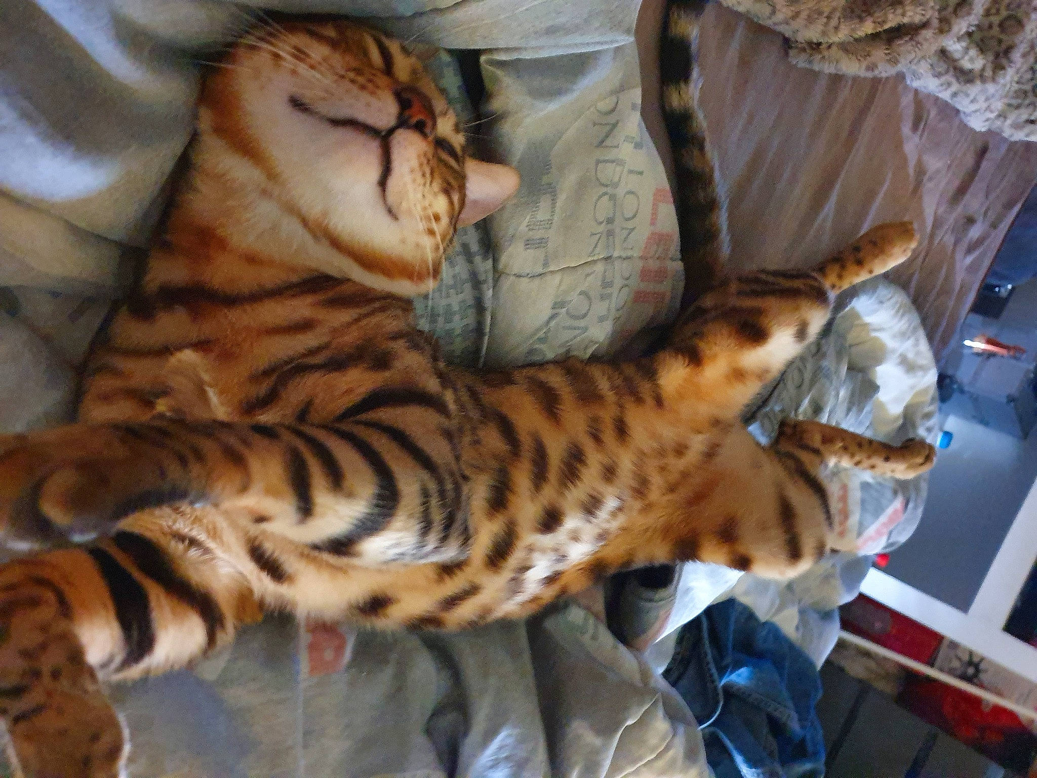 Fripouille participe au concours pour gagner de l'argent avec cette photo : asian, bengal, california_spangled, carnivore, cat, claw, dragon_li, egyptian_mau, european_shorthair, felidae, mammal, ocicat, pixie_bob, savannah, small_to_medium_sized_cats, sokoke, terrestrial_animal, toyger, vertebrate, whiskers