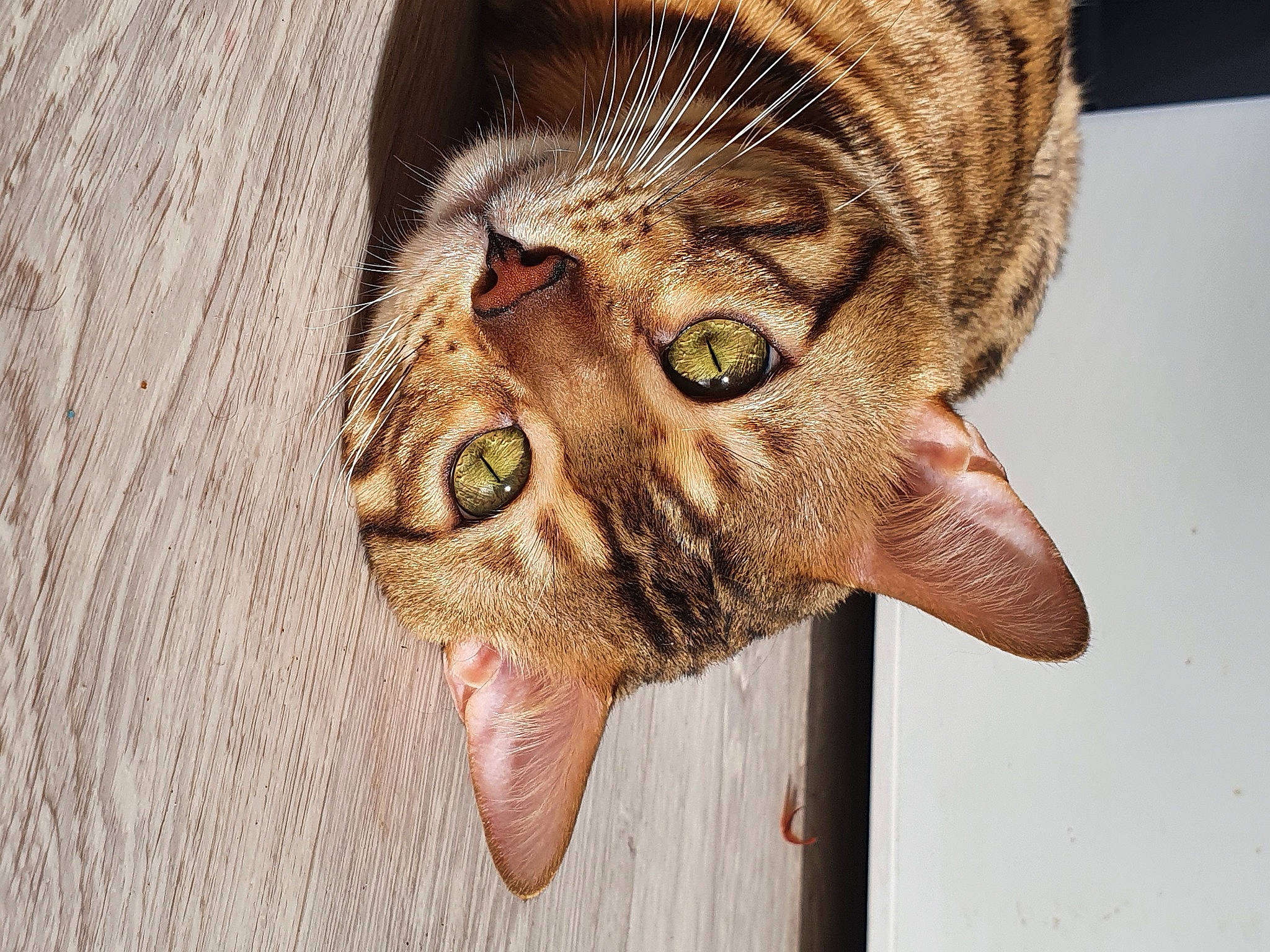 Fripouille a rejoint le concours — aidez-le/la à gagner de superbes lots ! asian, bengal, carnivore, cat, close_up, dragon_li, european_shorthair, eye, felidae, fur, kitten, nose, ocicat, organ, small_to_medium_sized_cats, snout, tabby_cat, textile, toyger, whiskers