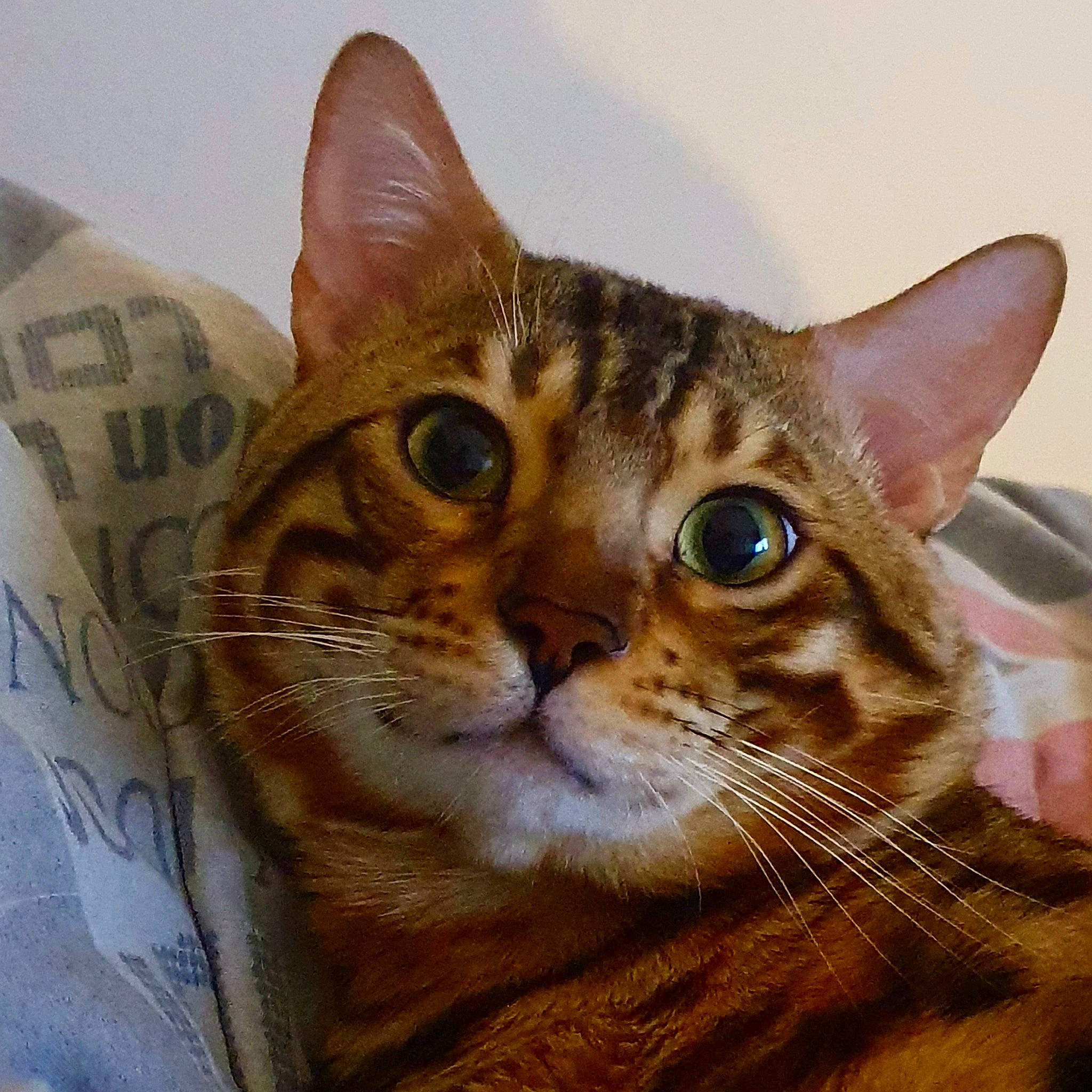 Fripouille participe au concours pour gagner de l'argent avec cette photo : arabian_mau, asian, australian_mist, bengal, california_spangled, carnivore, cat, chausie, domestic_short_haired_cat, dragon_li, european_shorthair, felidae, mammal, ocicat, small_to_medium_sized_cats, sokoke, tabby_cat, toyger, vertebrate, whiskers