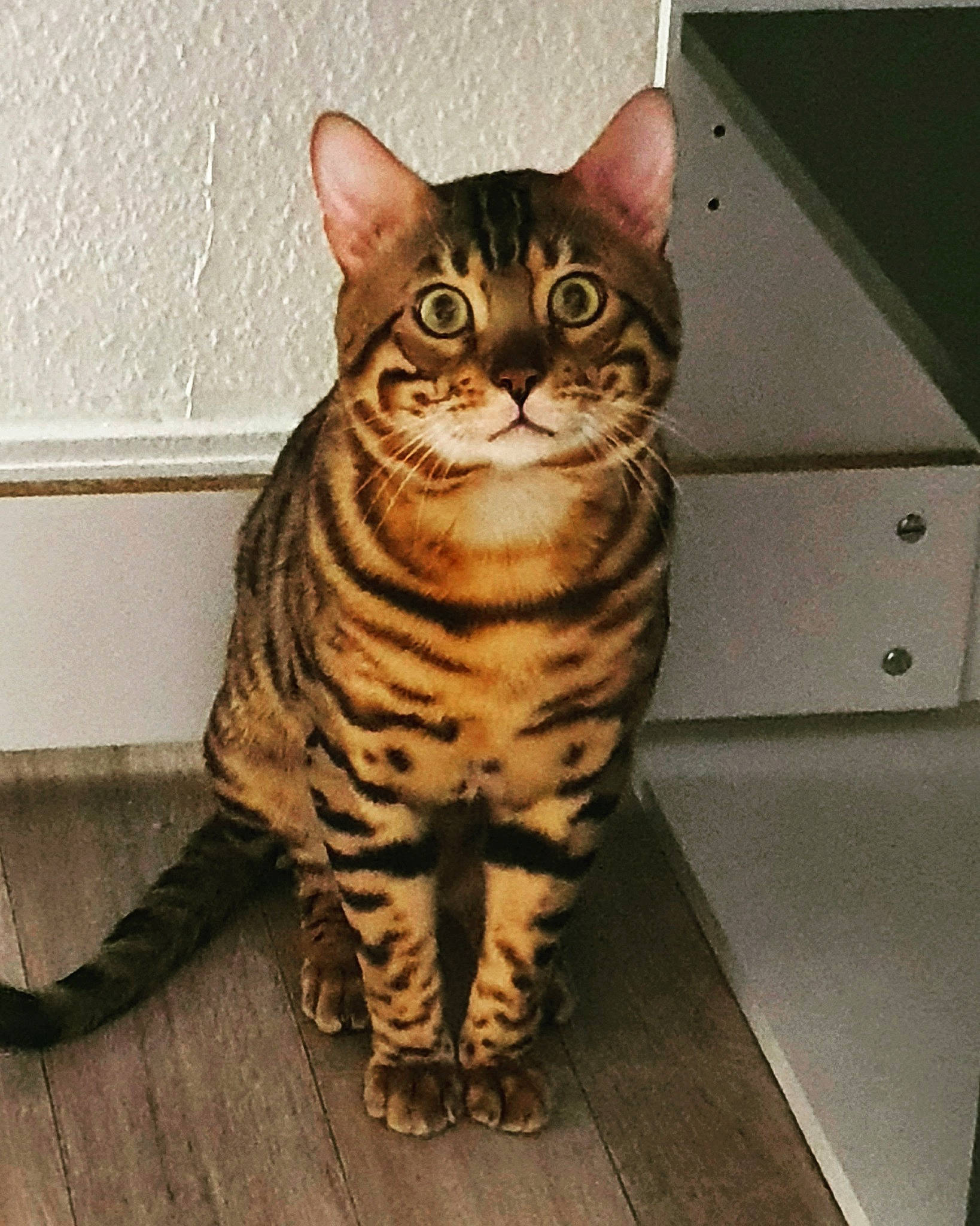 Fripouille participe au concours pour gagner de l'argent avec cette photo : american_shorthair, american_wirehair, arabian_mau, asian, bengal, california_spangled, carnivore, cat, domestic_short_haired_cat, dragon_li, european_shorthair, felidae, mammal, ocicat, small_to_medium_sized_cats, sokoke, tabby_cat, toyger, vertebrate, whiskers