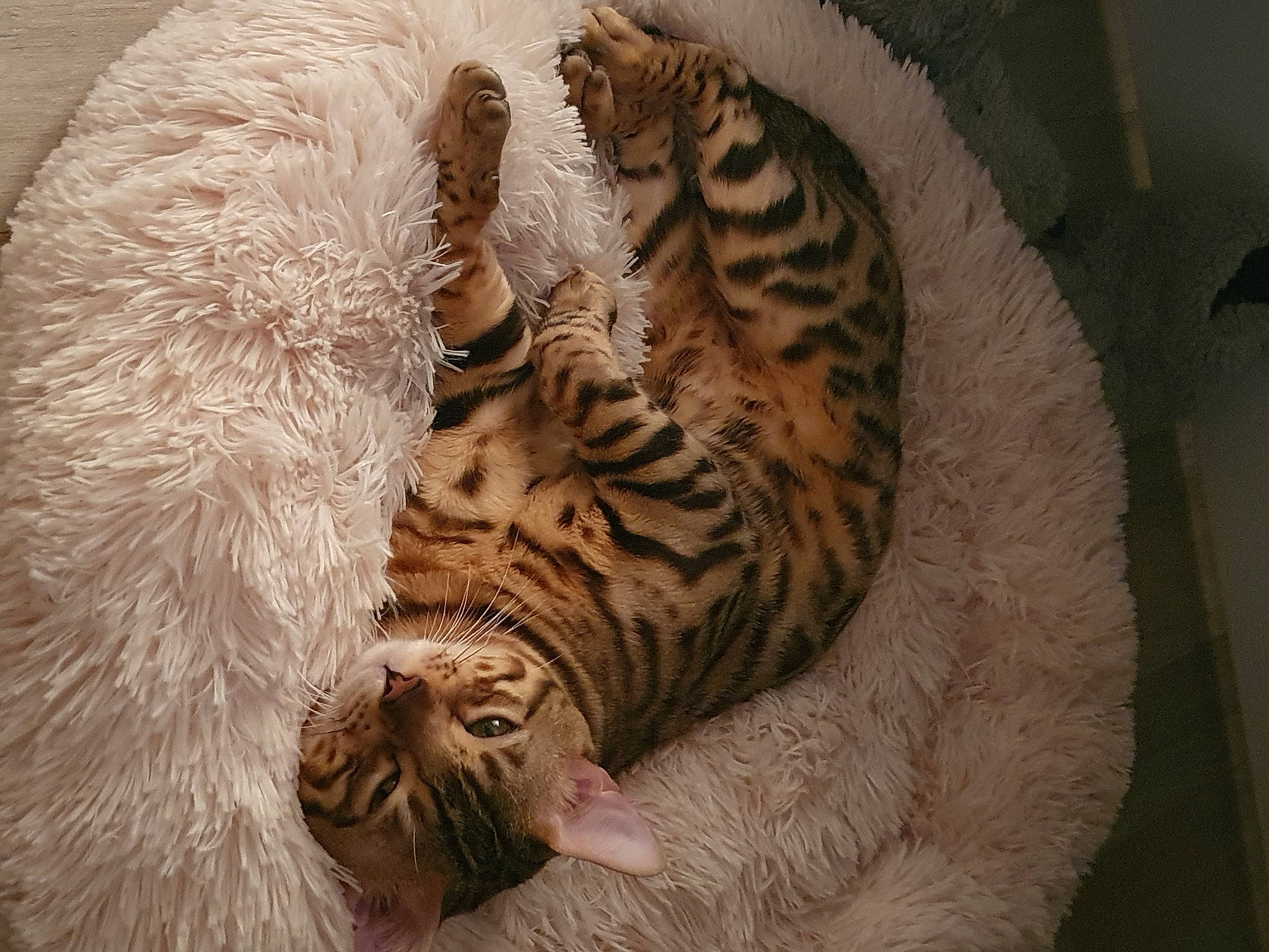 Fripouille a rejoint le concours — aidez-le/la à gagner de superbes lots ! asian, bengal, bengal_tiger, california_spangled, carnivore, cat, dragon_li, egyptian_mau, european_shorthair, felidae, fur, mammal, ocicat, pixie_bob, savannah, small_to_medium_sized_cats, tabby_cat, toyger, vertebrate, whiskers