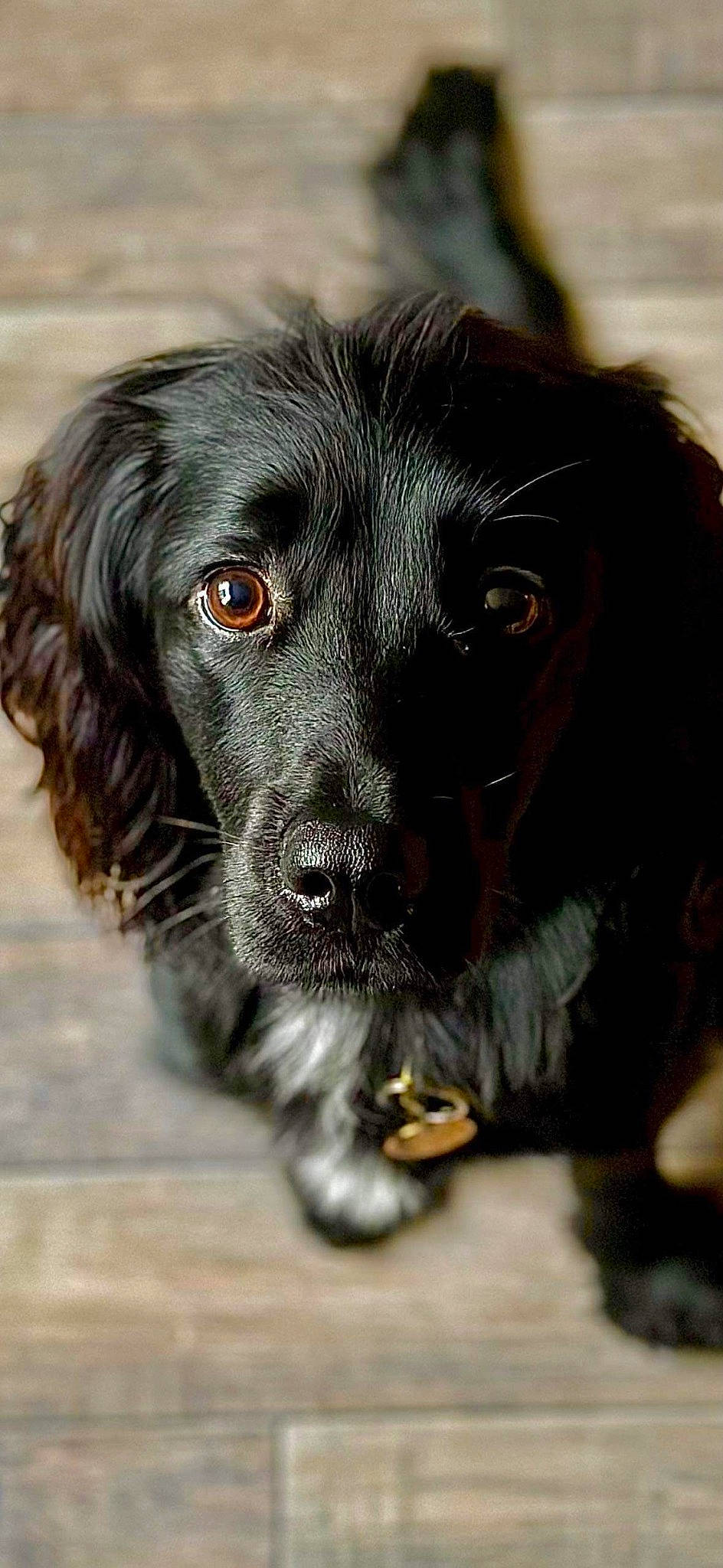 Reggie is registered to the contest to win money with this photo: borador, canidae, carnivore, close_up, companion_dog, dog, dog_breed, dog_collar, ear, eye, fur, gun_dog, iris, liver, pet_supply, snout, spaniel, sporting_group, whiskers, working_animal