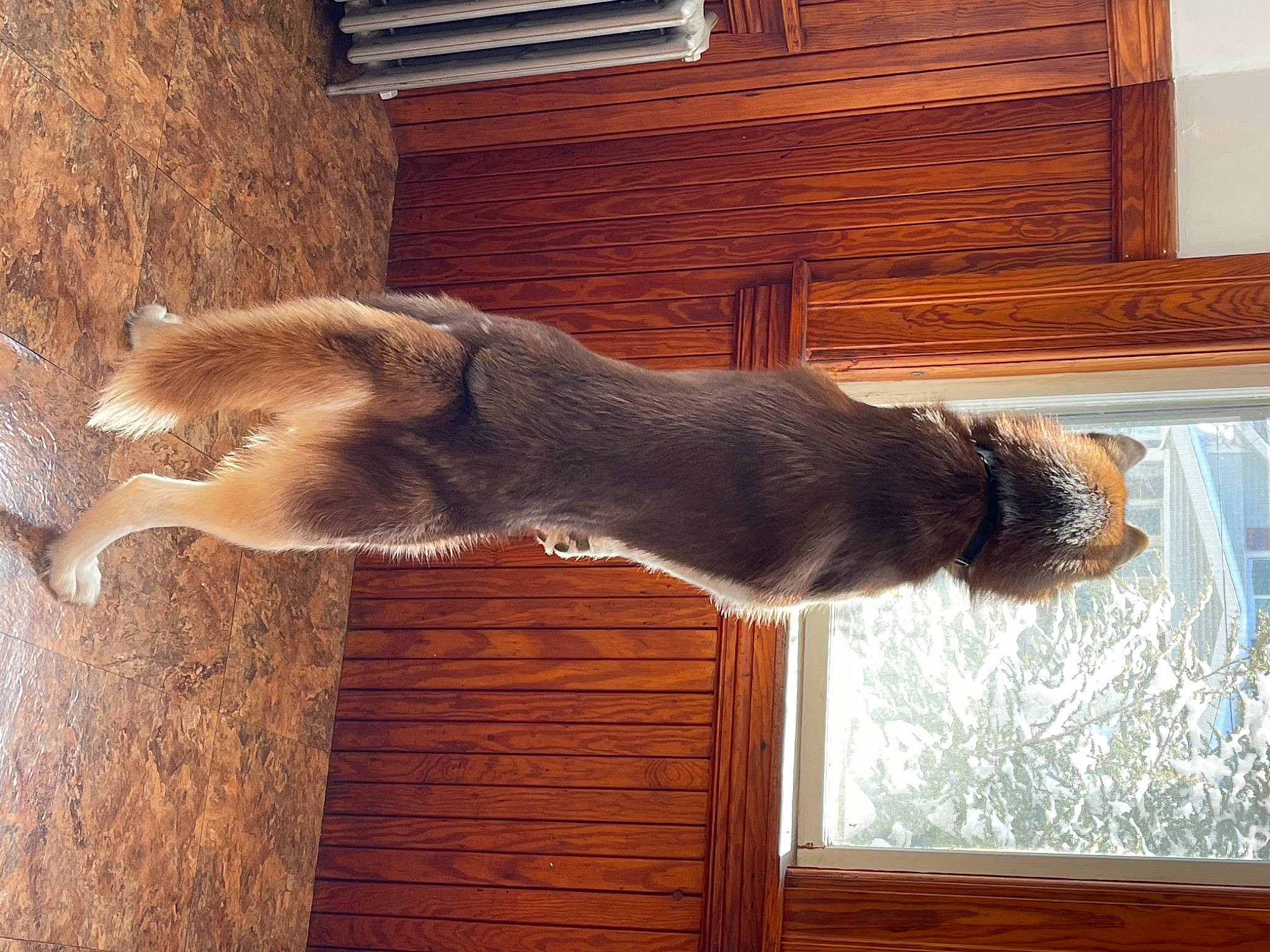 Whisky joined the competition — help win amazing prizes! brown, canidae, carnivore, companion_dog, dog, dog_breed, door, fawn, fur, hardwood, liver, plant, snout, sporting_group, tail, tints_and_shades, tree, window, wood, wood_stain