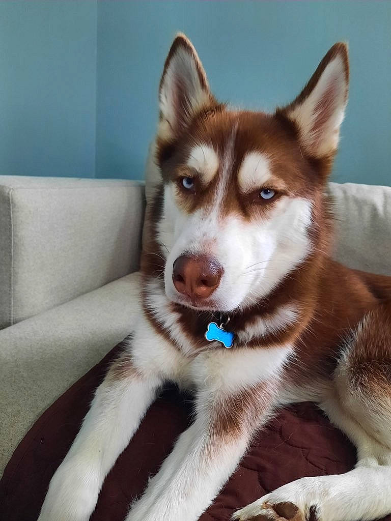 Whisky is registered to the contest to win money with this photo: ancient_dog_breeds, canidae, carnivore, collar, companion_dog, dog, dog_breed, door, fawn, fur, non_sporting_group, sled_dog, snout, sporting_group, tail, terrestrial_animal, whiskers, wildlife, working_animal, working_dog