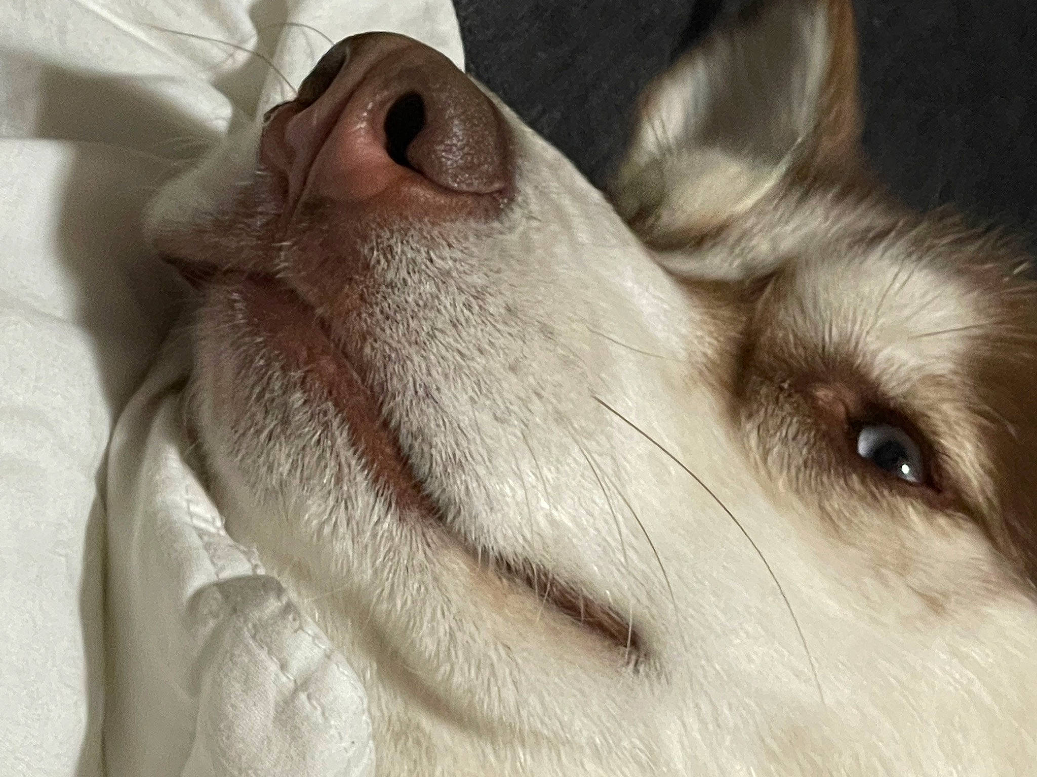 Whisky is registered to the contest to win money with this photo: canidae, carnivore, comfort, companion_dog, dog, dog_breed, ear, fawn, felidae, fur, jaw, paw, silken_windhound, small_to_medium_sized_cats, snout, sporting_group, street_dog, terrestrial_animal, whiskers, wildlife