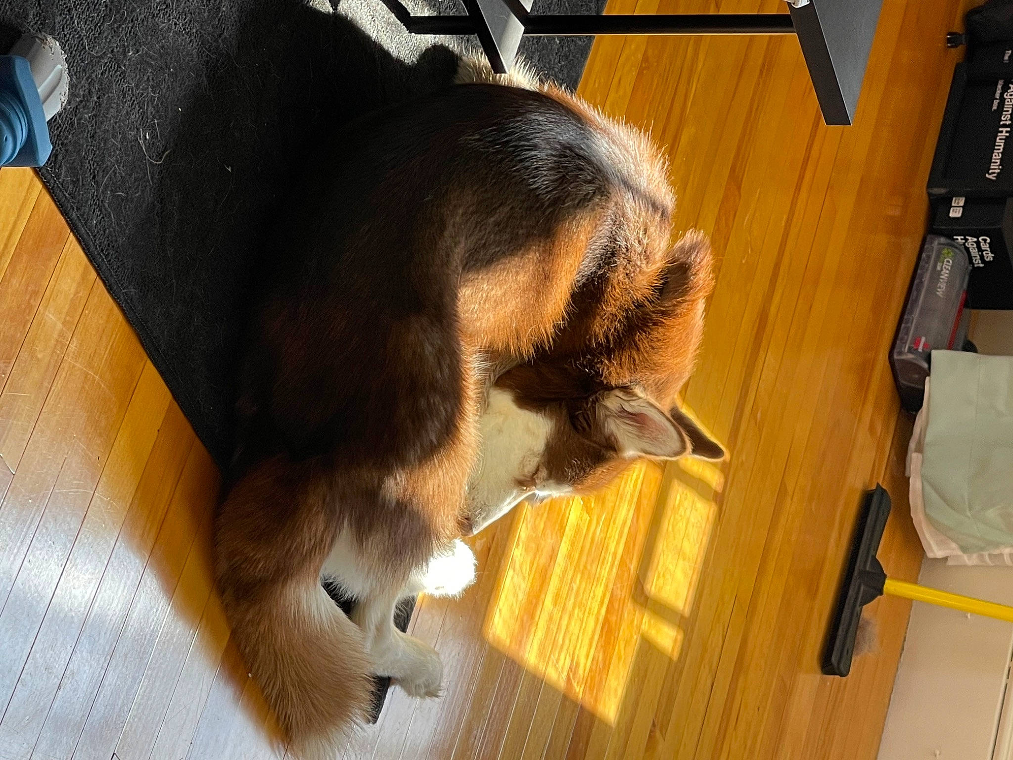 Whisky is registered to the contest to win money with this photo: brown, carnivore, cat, comfort, companion_dog, dog, dog_breed, felidae, floor, flooring, fur, hardwood, mammal, small_to_medium_sized_cats, sporting_group, tail, varnish, whiskers, wood, wood_stain