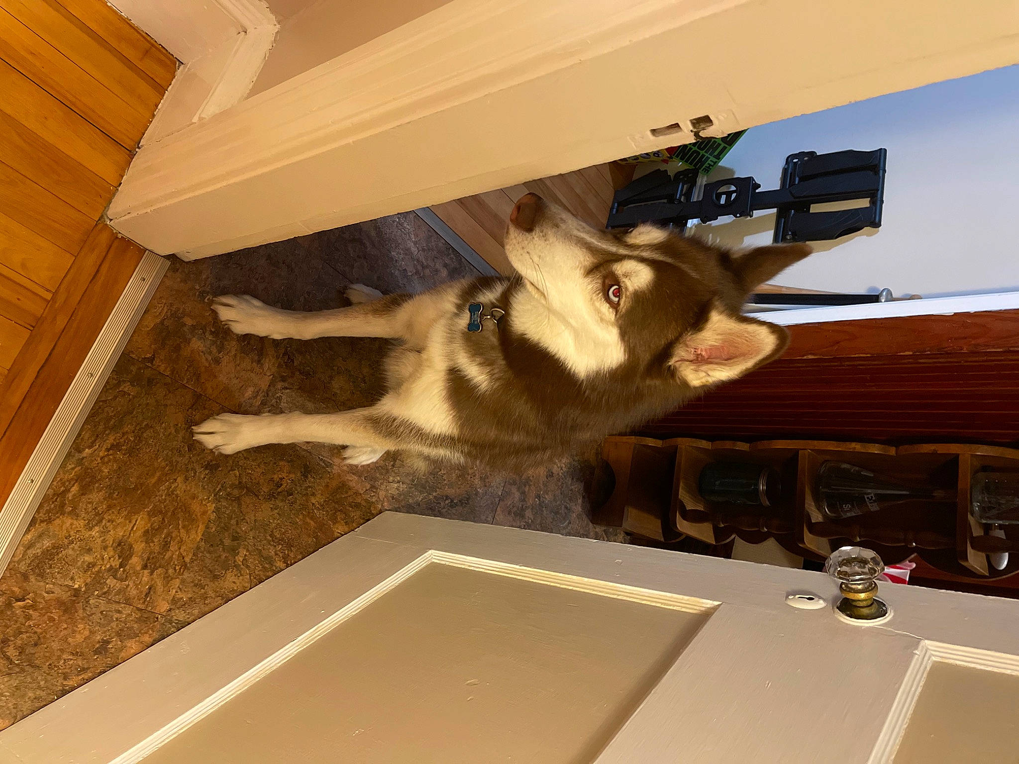 Whisky is registered to the contest to win money with this photo: art, building, carnivore, ceiling, dog, dog_breed, fawn, floor, flooring, fur, hardwood, house, molding, plywood, room, sporting_group, tail, wood, wood_stain, working_animal