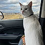 cat, white_cat, pet, animal, car_interior, window, cloudy_sky, landscape, backpack, seat, fur, whiskers, ears, collar, side_view, daytime, travel, domestic_animal, curious, indoor