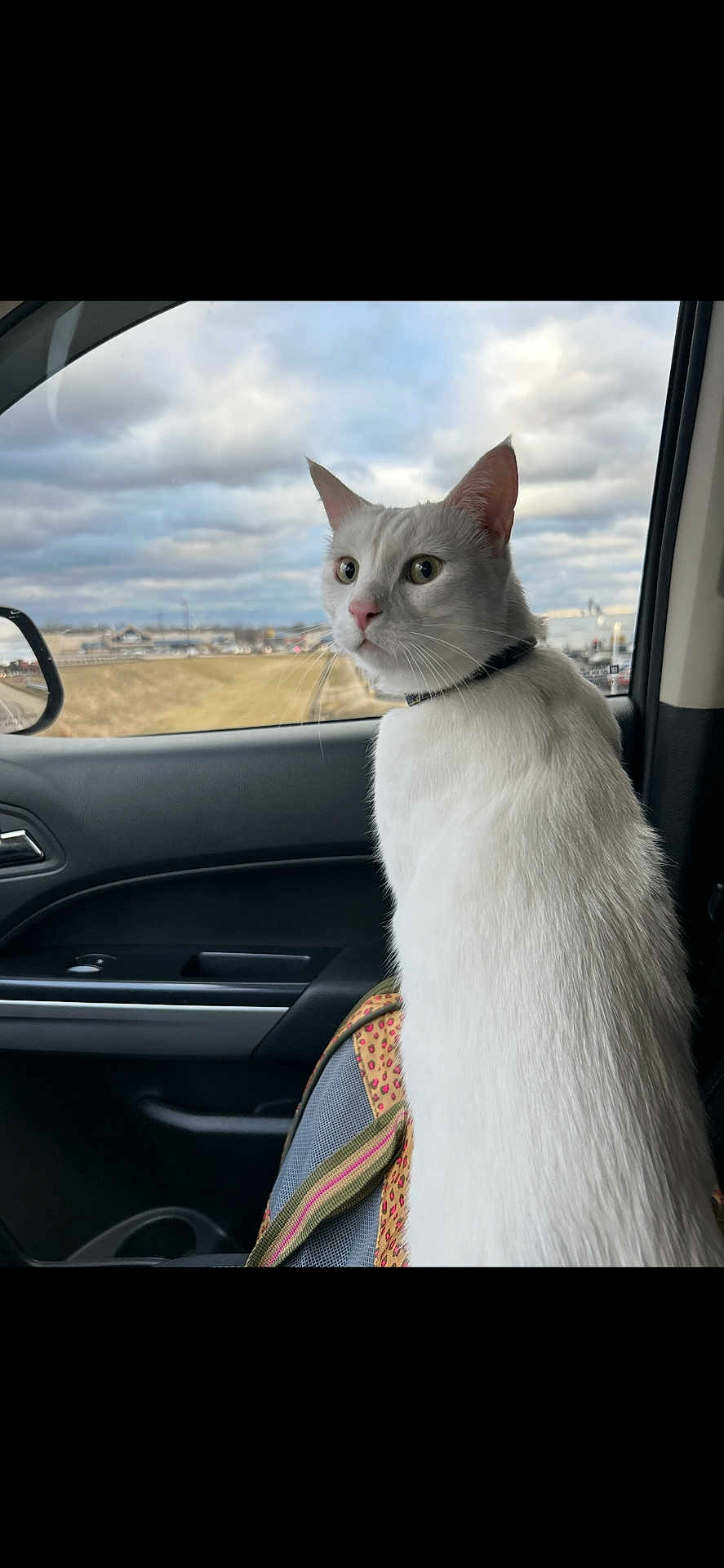 Olaf