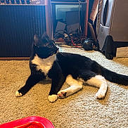 Dixie Bo joined the competition — help win amazing prizes! cat, black_and_white, carpet, indoor, household_items, speaker, suitcase, cables, floor, pet, animal, feline, resting, side_view, whiskers, paws, tail, relaxed, domestic, fur