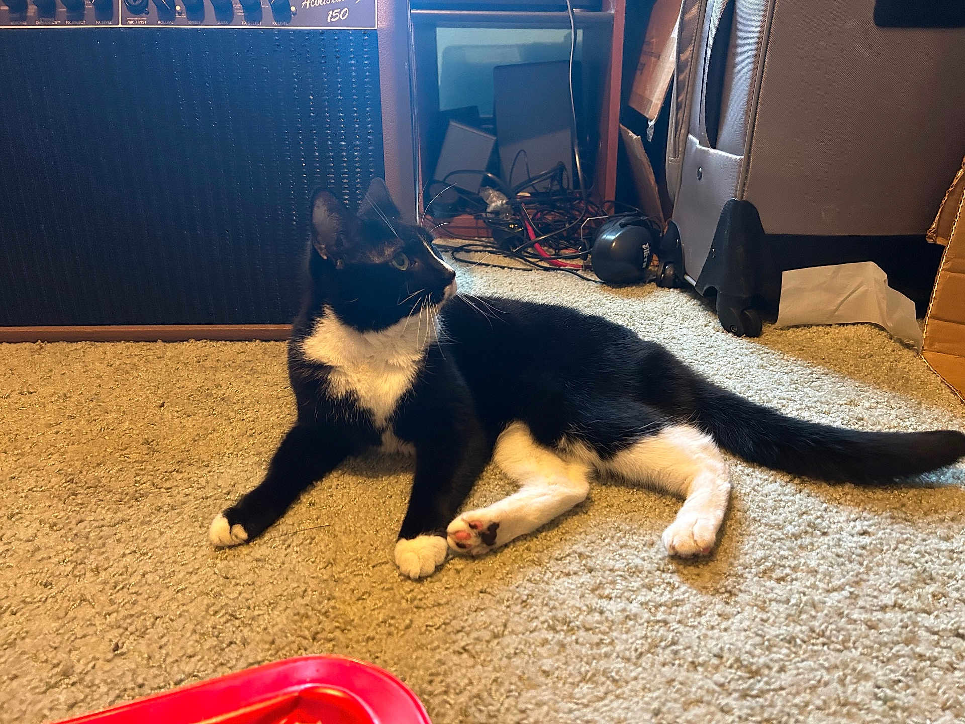Dixie Bo joined the competition — help win amazing prizes! cat, black_and_white, carpet, indoor, household_items, speaker, suitcase, cables, floor, pet, animal, feline, resting, side_view, whiskers, paws, tail, relaxed, domestic, fur