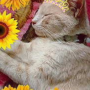 Lily is registered to the contest to win money with this photo: cat, sleeping, crown, sunflowers, flower, pet, animal, fur, closeup, cozy, blanket, indoor, relaxing, cute, domestic_animal, whiskers, collar, resting, soft, pink