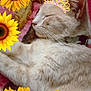 cat, sleeping, crown, sunflowers, flower, pet, animal, fur, closeup, cozy, blanket, indoor, relaxing, cute, domestic_animal, whiskers, collar, resting, soft, pink