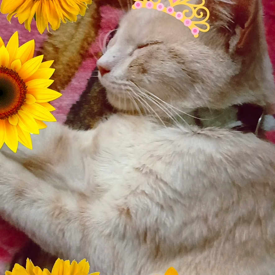Lily is registered to the contest to win money with this photo: animal, blanket, cat, closeup, collar, cozy, crown, cute, domestic_animal, flower, fur, indoor, pet, pink, relaxing, resting, sleeping, soft, sunflowers, whiskers