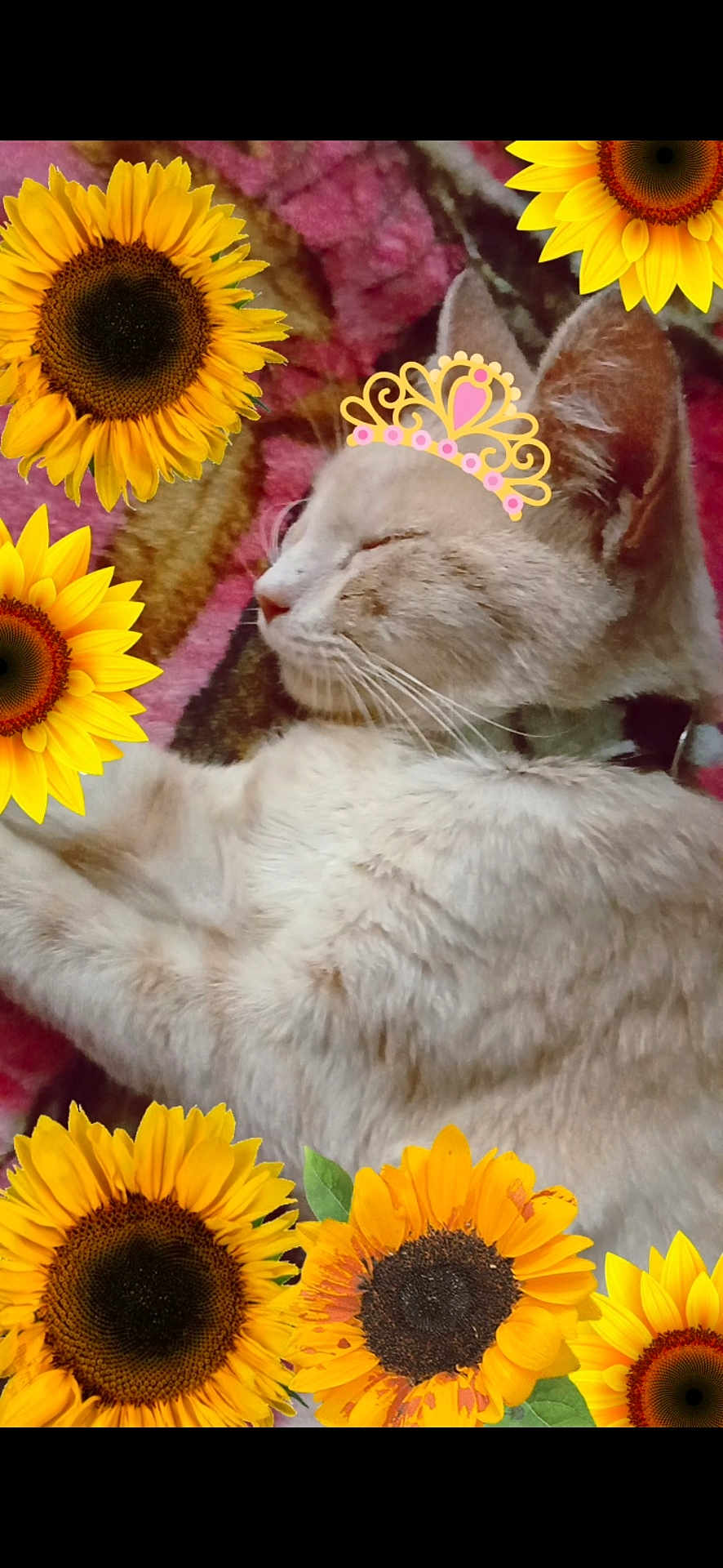 Lily is registered to the contest to win money with this photo: cat, sleeping, crown, sunflowers, flower, pet, animal, fur, closeup, cozy, blanket, indoor, relaxing, cute, domestic_animal, whiskers, collar, resting, soft, pink
