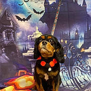 Charlie joined the competition — help win amazing prizes! dog, black_and_tan, pom_pom_collar, ghost_charm, halloween, pumpkins, jack_o_lanterns, bats, haunted_house, spooky_backdrop, leash, orange, black, cute, pet, portrait, costume, festive, indoor, decor