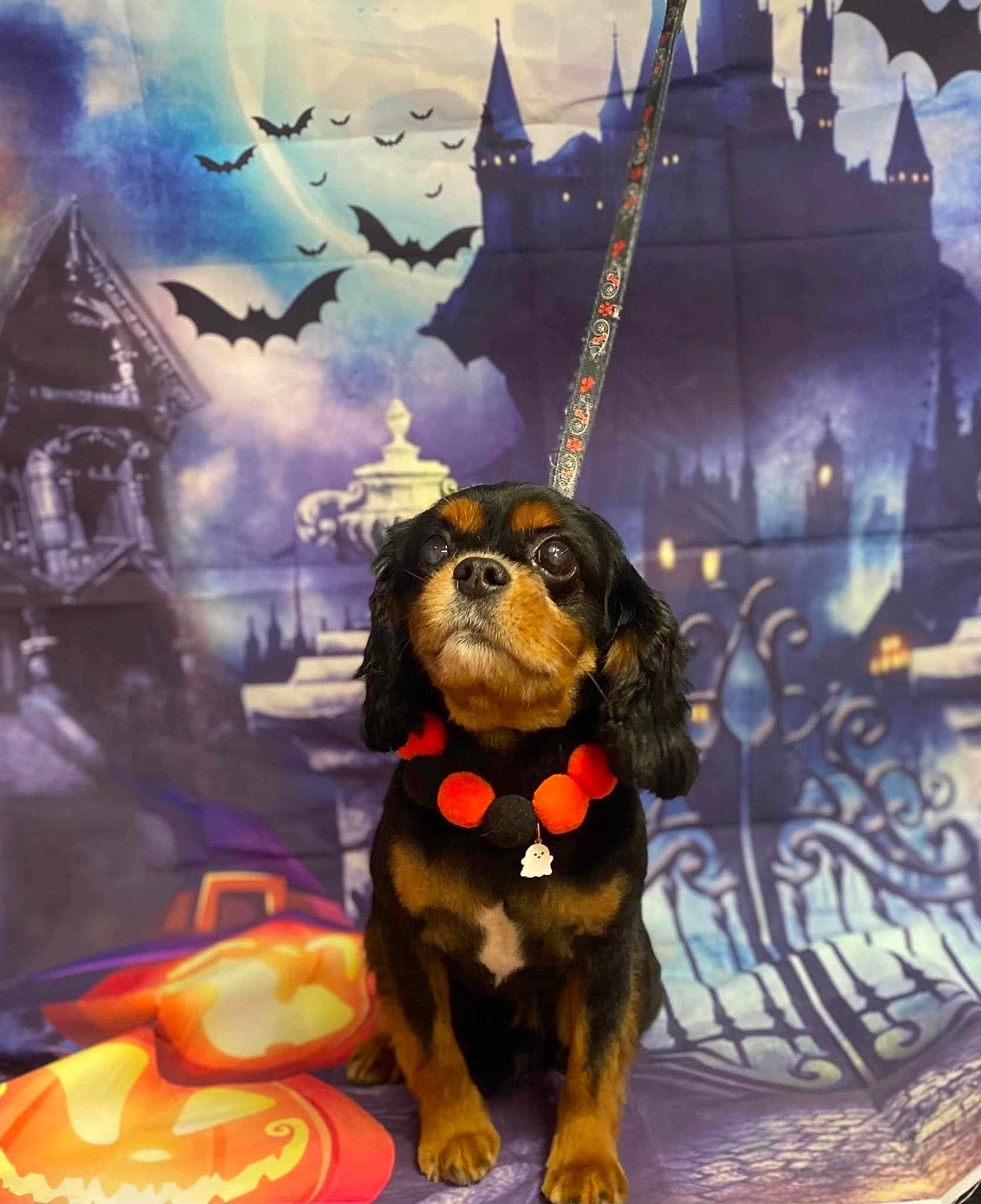 Charlie joined the competition — help win amazing prizes! dog, black_and_tan, pom_pom_collar, ghost_charm, halloween, pumpkins, jack_o_lanterns, bats, haunted_house, spooky_backdrop, leash, orange, black, cute, pet, portrait, costume, festive, indoor, decor