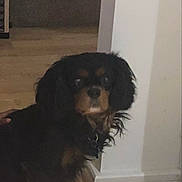 Charlie joined the competition — help win amazing prizes! animal, black_dog, brown_dog, calm, child, dog, dog_bowl, flooring, food_bowl, gate, home, indoor, leg, pajamas, pet, pink, stairs, stars, white_wall, wooden_floor