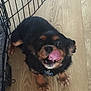 Charlie is registered to the contest to win money with this photo: animal, black_dog, brown_dog, canine, collar, crate, cute, dog, domestic_animal, floor, fur, indoor, licking, looking_up, pet, playful, small_dog, tongue, tongue_out, wooden_floor