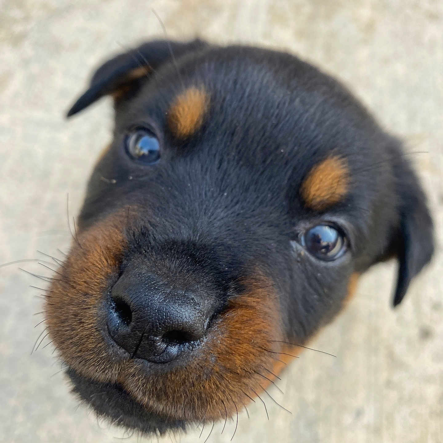 Loki joined the competition — help win amazing prizes! adorable, animal, black_fur, brown_fur, canine, close_up, curious, cute, dog, face, furry, nose, outdoor, pet, portrait, puppy, rottweiler, snout, whiskers, young