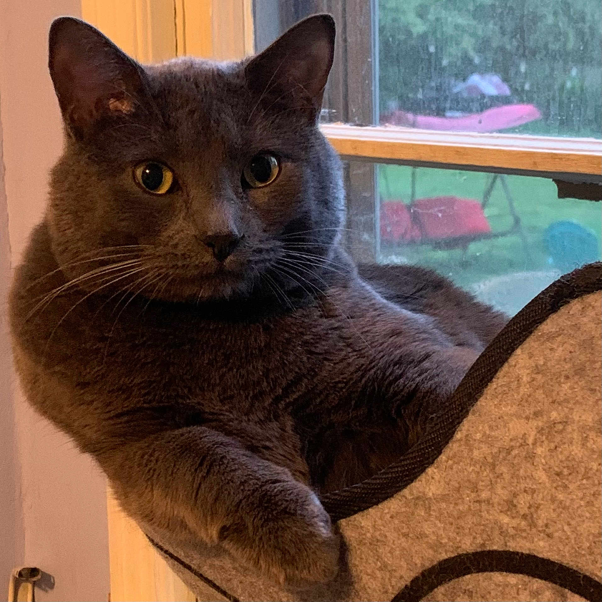 Cloud Static joined the competition — help win amazing prizes! animal, cat, closeup, cozy, curious, domestic_cat, feline, fur, gray_cat, household, indoor, looking, mammal, paw, perch, pet, relaxed, resting, whiskers, window