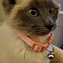 Elsa is registered to the contest to win money with this photo: cat, siamese_cat, collar, bell, pet, indoor, close_up, feline, animal, fur, ears, whiskers, bed, cozy, looking_away, soft_lighting, domestic_animal, cute, portrait, fuzzy