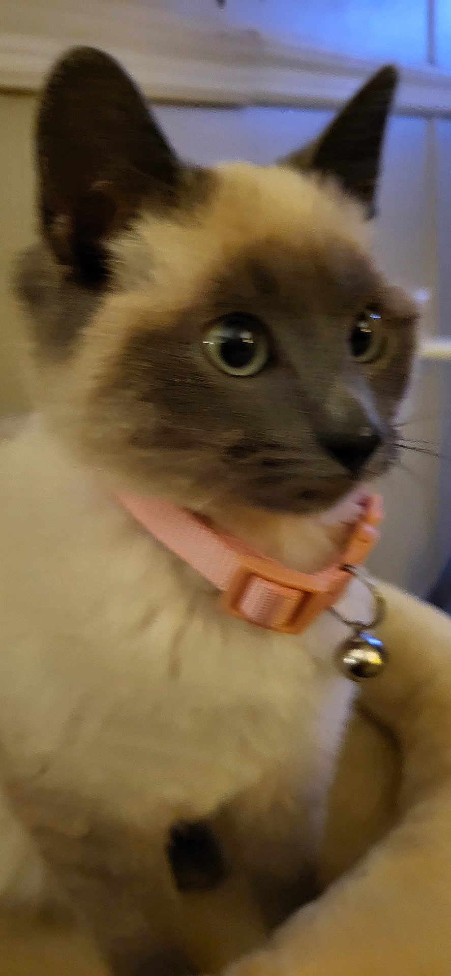 Elsa is registered to the contest to win money with this photo: cat, siamese_cat, collar, bell, pet, indoor, close_up, feline, animal, fur, ears, whiskers, bed, cozy, looking_away, soft_lighting, domestic_animal, cute, portrait, fuzzy