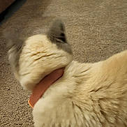 Elsa is registered to the contest to win money with this photo: cat, cream_color, collar, carpet, brown_couch, furniture, indoor, pet, animal, walking, fur, ears, back_view, household, cozy, blurred, domestic, mammal, cute, feline