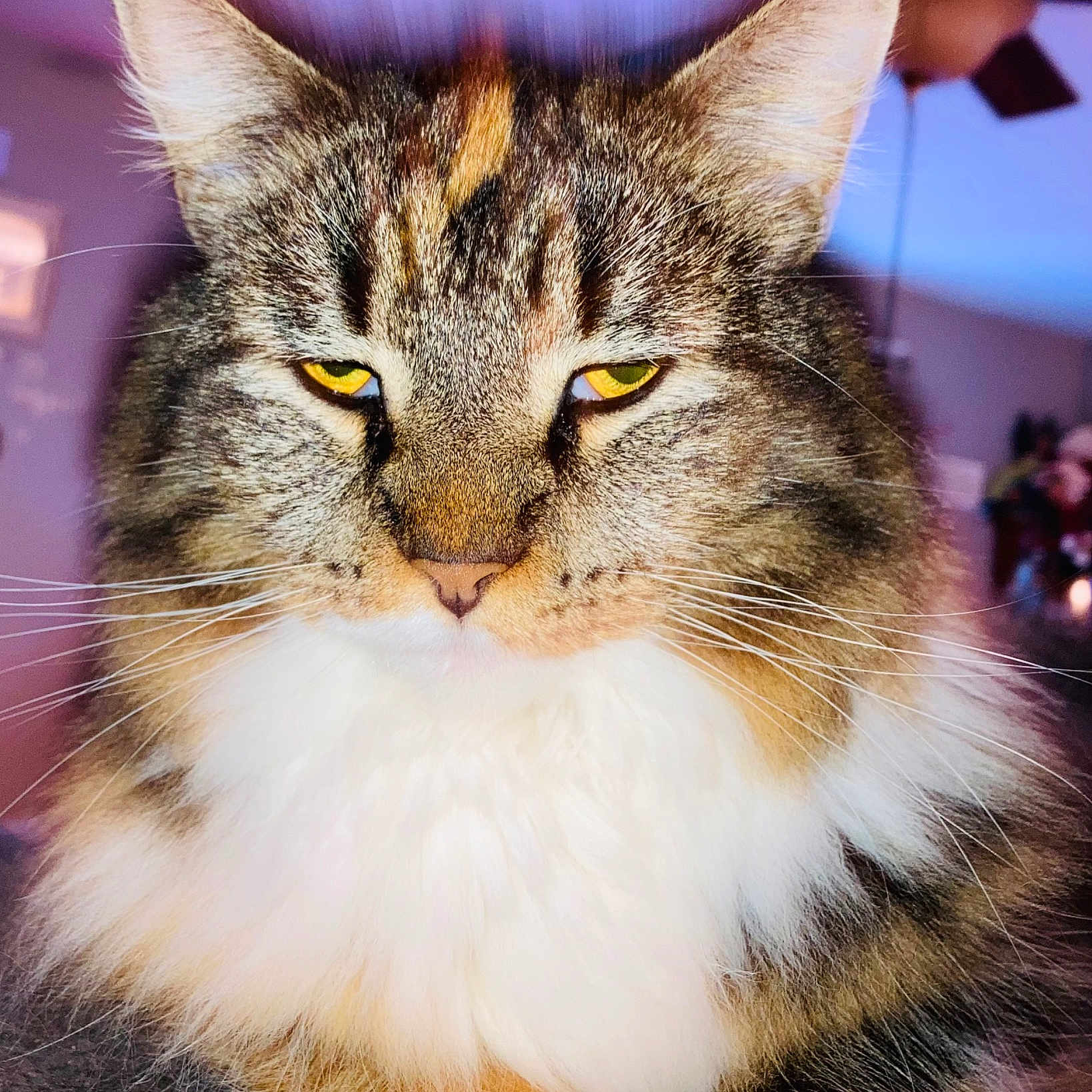 Stella