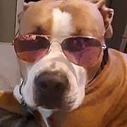 Odin joined the competition — help win amazing prizes! animal, bed, blanket, brown, canine, closeup, collar, companion, cute, dog, domestic, ears, face, indoor, muzzle, pet, relaxed, resting, sunglasses, white